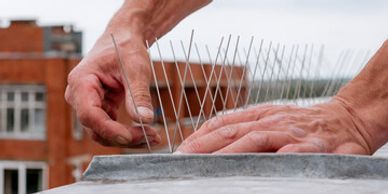 Hands installing metal bird spikes on a ledge to prevent birds from landing.