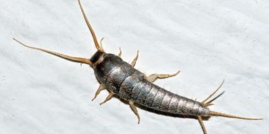 Close-up of a silverfish insect on a white surface.
