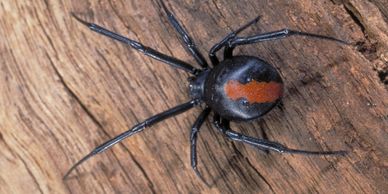 Close-up of a black widow spider with a red hourglass marking on wood.