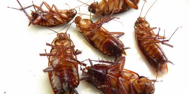 Several dead cockroaches lying on their backs on a white surface.
