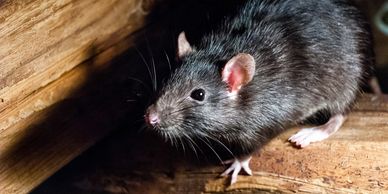 Close-up of a black rat on wooden logs.