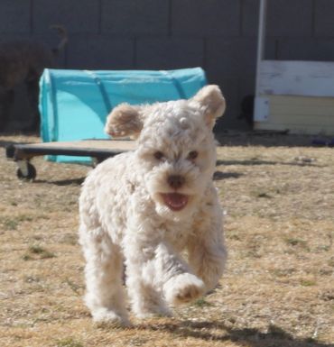 Allegro's Abacadabra