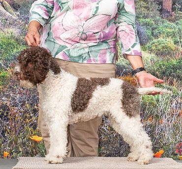 Dam: GCH Allegro's Burnin' the Breeze CA RATN