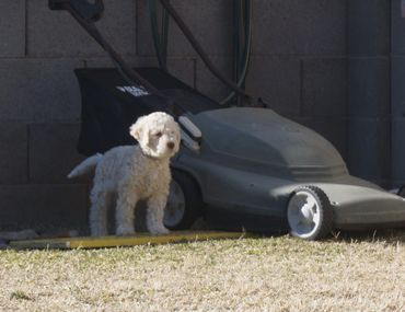 Allegro's Amico Magico Gasparino