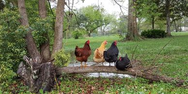 buy tour tickets to see a historic plantation tour of plantation home, chickens 