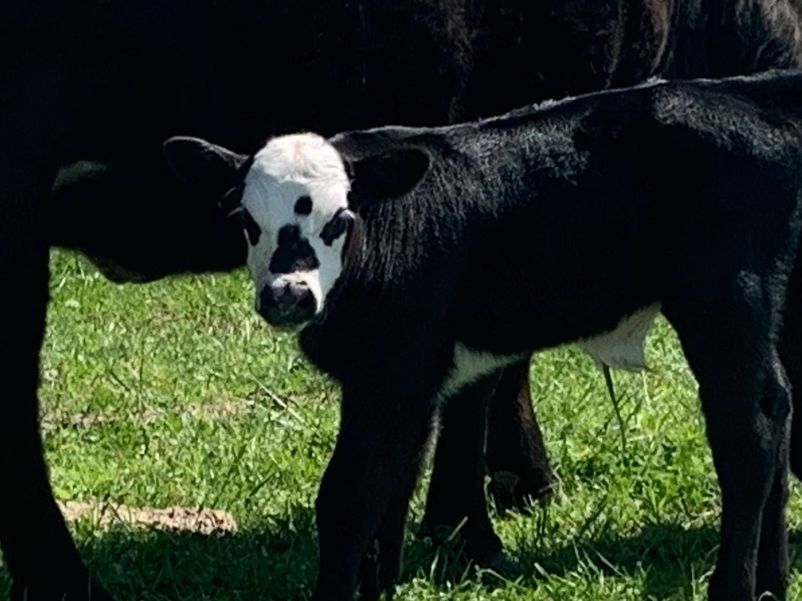 Cow calf combo
