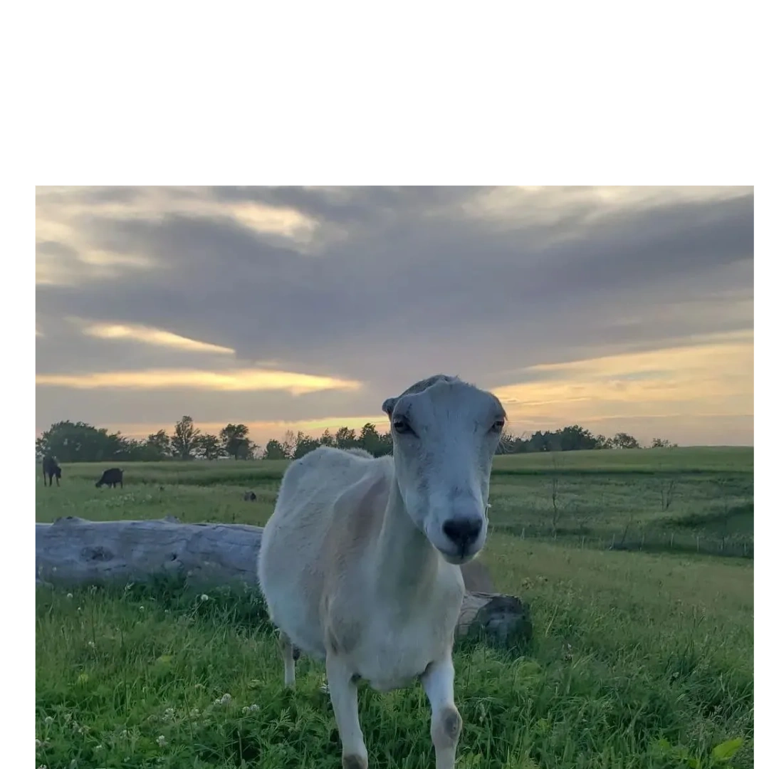 Calamine Goat Milk soap – Charmingfarms