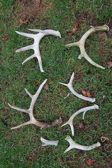 whitetail sheds, shed antler hunting, deer shed hunting, shed hunting tips, how to find deer sheds