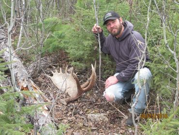 moose antlers, antler shed hunting, shed hunt, what is shed hunting, shead or shed, shed hunting