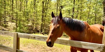Brown horse standing behind a wooden fence in a sunlit forest.