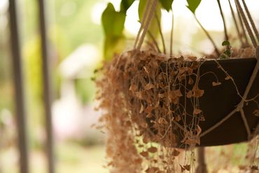 Yoga Canberra Ayurveda Sound Healing Flow Yoga Canberra Lyneham Beginners Hatha Yoga Classes