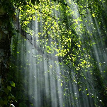 Sunlight streams through dense green leaves in a forest.
