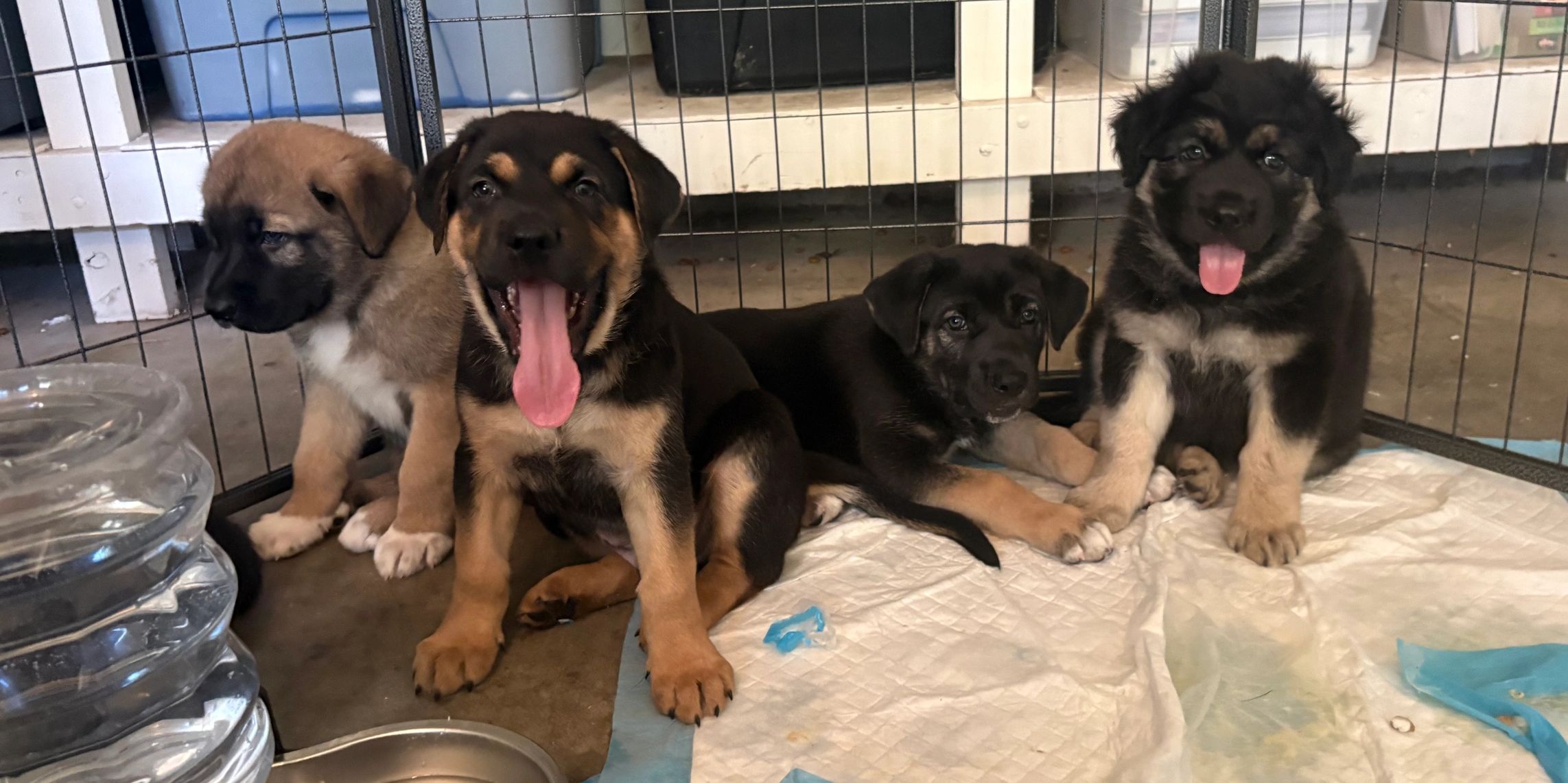 Four mixed-color puppies inside a playpen.