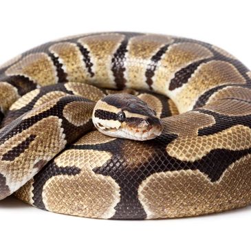 Coiled ball python on white background.