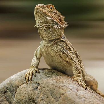 Bearded dragon on a rock.