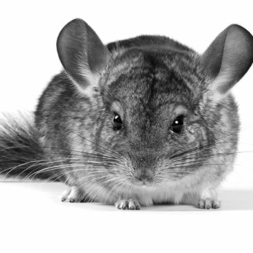 Close-up of a chinchilla looking forward.
