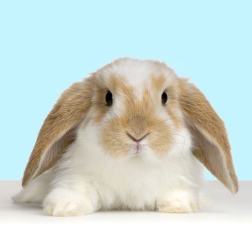 Cute brown and white lop-eared rabbit against a blue background.