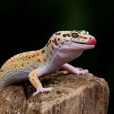 Close-up of a leopard gecko on a tree stump.