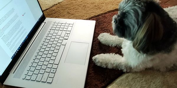 Dog reading on computer