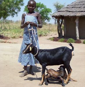Income generating goat project in Uganda.  Helping vulnerable children who have lost their parents.