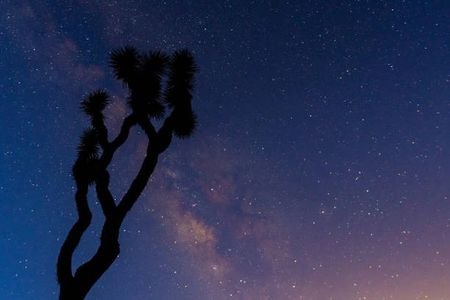 Joshua tree silhouette against Milky Way.