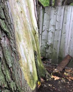 Our Consulting Arborist are certified arborists who are experienced in permit applications in the GTA. This is an example of the kind of pictures our arborist takes to write up the report. If your tree is imminently hazardous, we will apply for an exemption on your behalf to expedite your removal. 