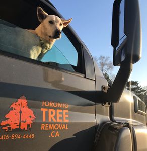 Toronto Tree Removal Inc. truck featuring our lovely companion, Holly.