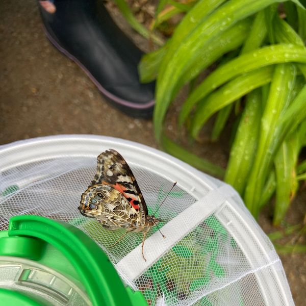 A butterfly resting on a white net enclosure outdoors.