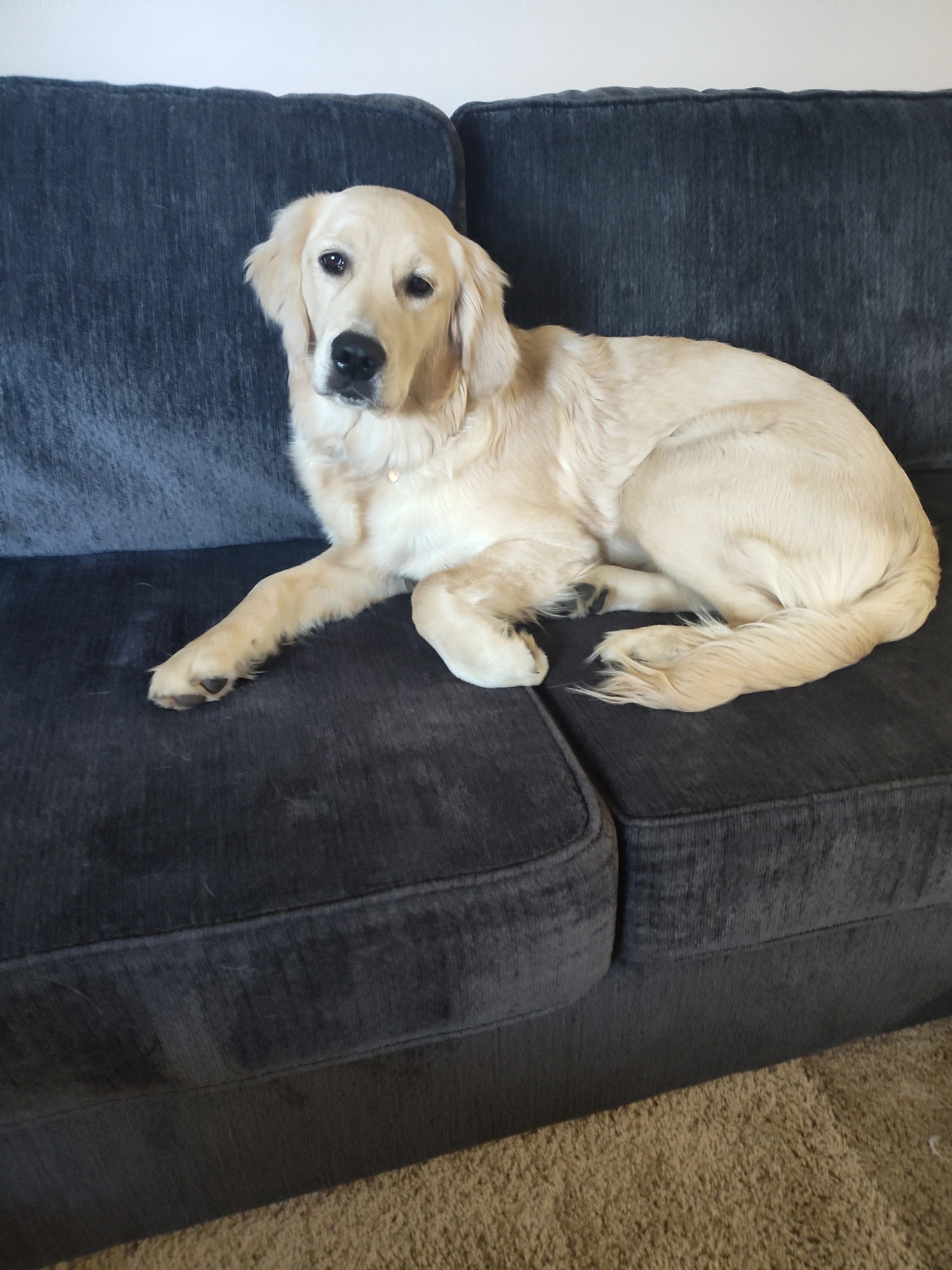 Golden retriever lying comfortably on a dark gray couch.