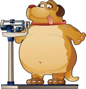 pet scale at pets are people too, weigh your pet at pets are people too, pet scale