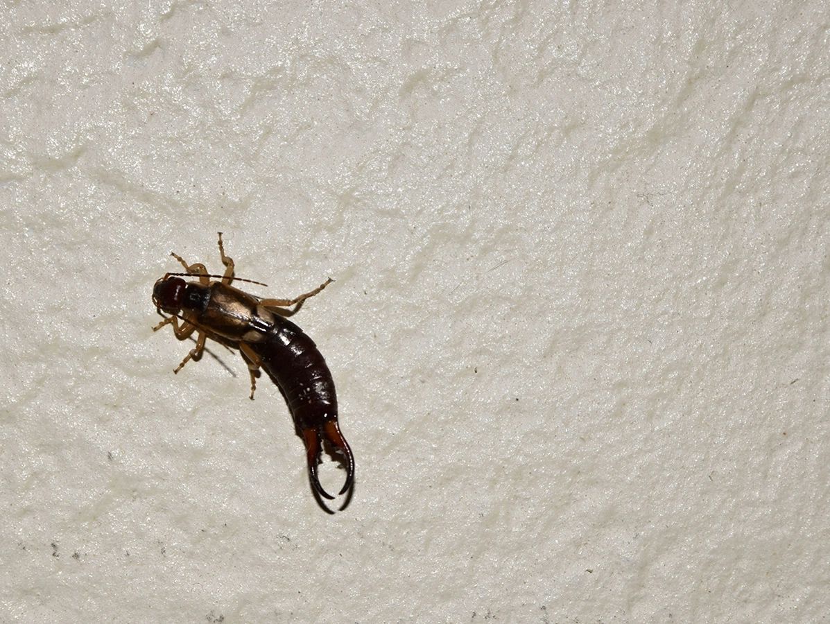 Earwig treatment Scottsdale, AZ