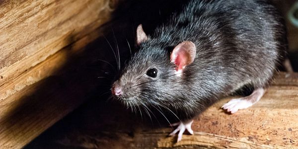 Residential rodent Control Scottsdale, AZ