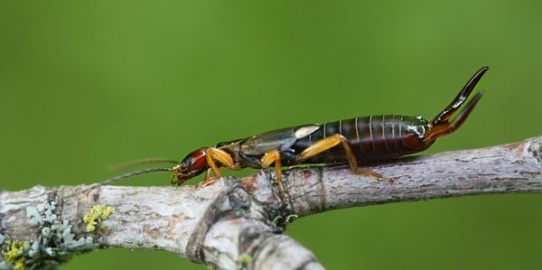 Commercial earwig Treatment Scottsdale, AZ