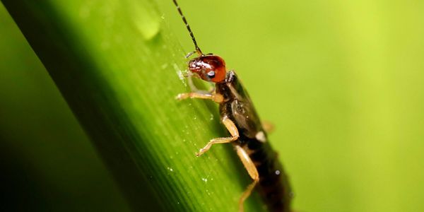 Residential earwig Control Scottsdale, AZ