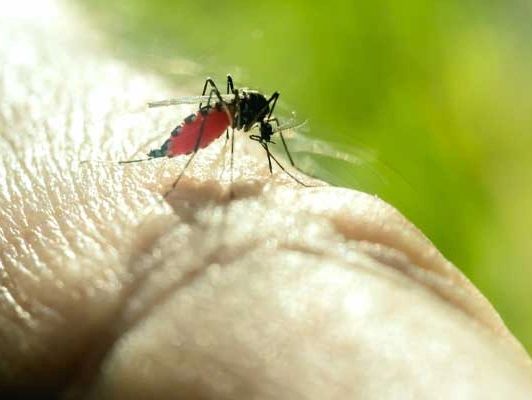 Mosquito treatment Scottsdale, AZ