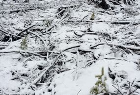 Young Douglas-fir seedlings popping out of a recent snowfall.