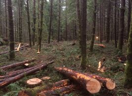 Log deck in commercial thinning harvest operation