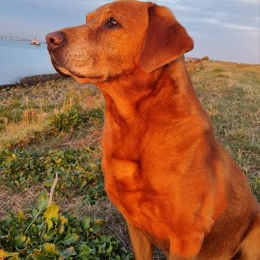 Golden-colored dog sitting outdoors near water during sunset.