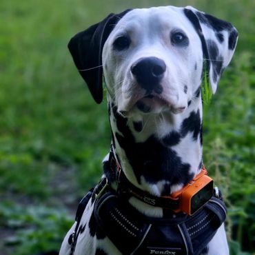 Dalmatian dog wearing a harness and an orange collar outdoors.