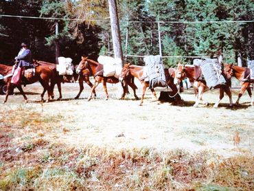 man with leading pack of horses