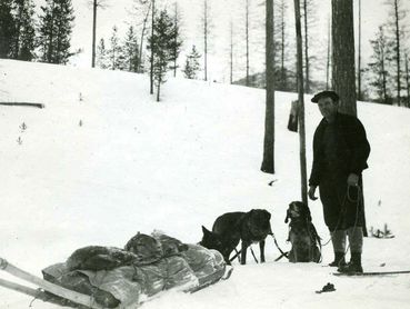 man with sled dog team, hauling game