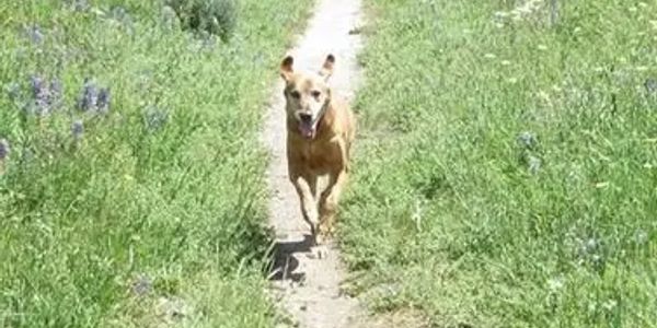 A dog running on a narrow dirt path through green grass.