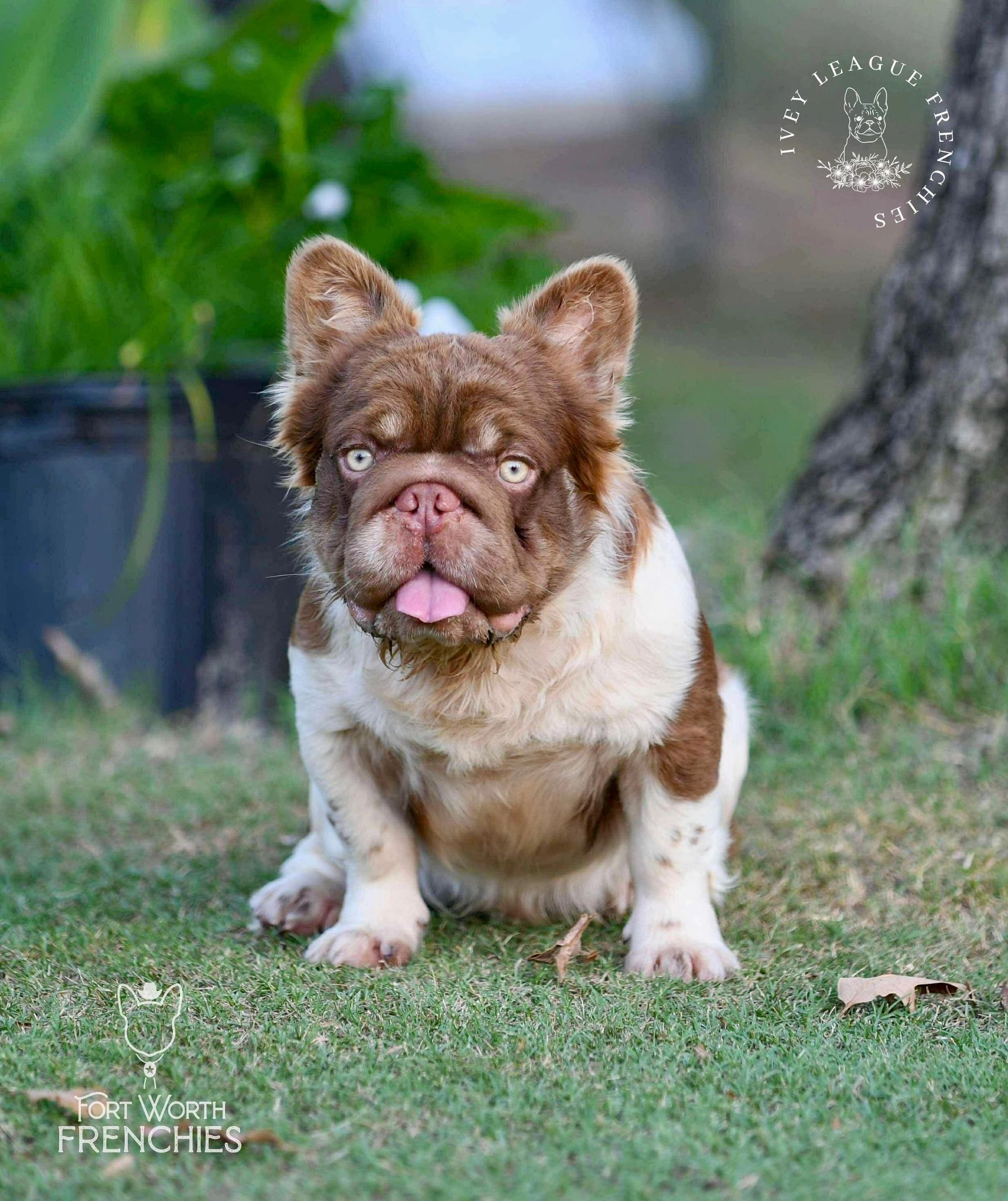 Unique brown and white French Bulldog puppy sitting on grass.