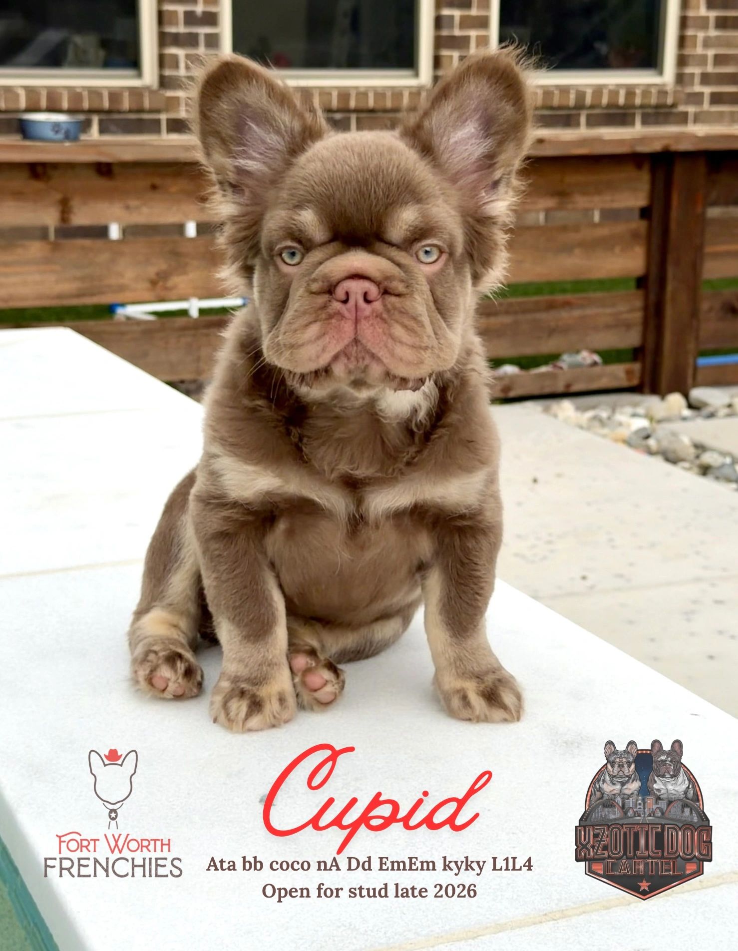 Adorable brindle French Bulldog named Cupid sitting outdoors.