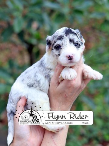 Sheepadoodle Puppies for sale
Mini Sheepadoodle Puppies for Sale
Micro Sheepadoodle Puppies for Sale