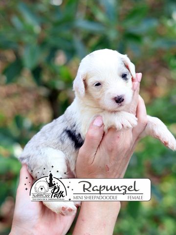 Sheepadoodle Puppies for sale
Mini Sheepadoodle Puppies for Sale
Micro Sheepadoodle Puppies for Sale