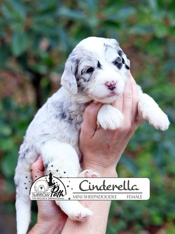Sheepadoodle Puppies for sale
Mini Sheepadoodle Puppies for Sale
Micro Sheepadoodle Puppies for Sale
