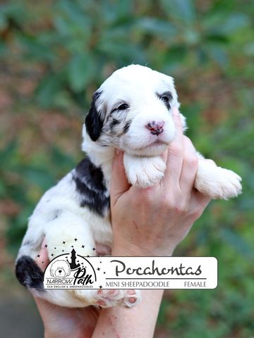 Sheepadoodle Puppies for sale
Mini Sheepadoodle Puppies for Sale
Micro Sheepadoodle Puppies for Sale