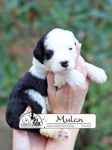 Sheepadoodle Puppies for sale
Mini Sheepadoodle Puppies for Sale
Micro Sheepadoodle Puppies for Sale