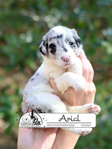 Sheepadoodle Puppies for sale
Mini Sheepadoodle Puppies for Sale
Micro Sheepadoodle Puppies for Sale